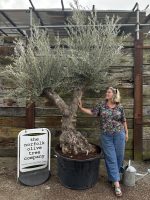 Ancient vase Olive Tree
