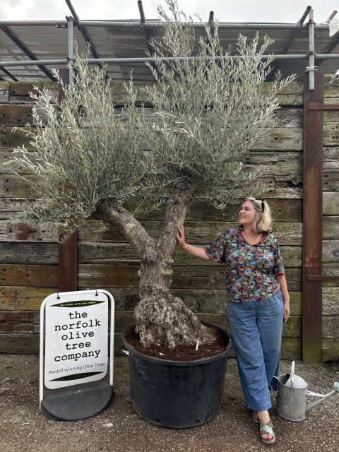 Ancient vase Olive Tree