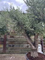 IMG_0937