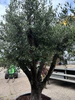IMG_0939 Ancient vase Olive Tree