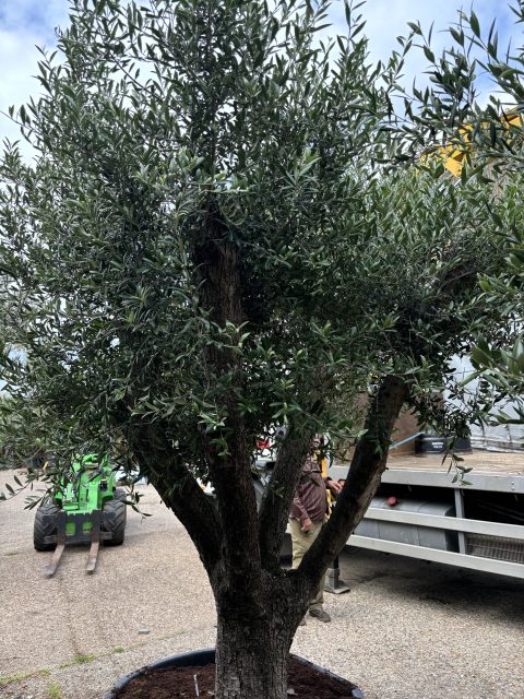 Ancient vase Olive Tree