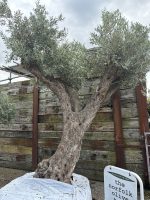 Tall ancient Olive tree