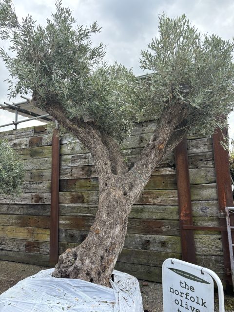 Tall ancient Olive tree