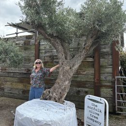 Tall ancient Olive tree
