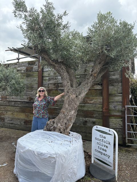 Tall ancient Olive tree