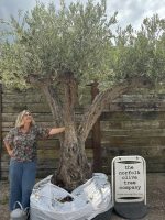 Tall ancient Olive tree
