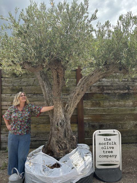 Tall ancient Olive tree
