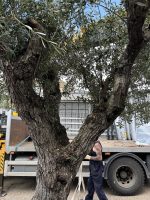 Tall ancient Olive tree