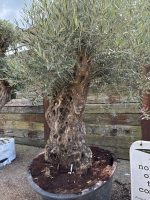 Ancient Olive tree with gnarly trunk