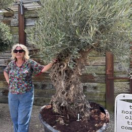 Ancient Olive tree with gnarly trunk