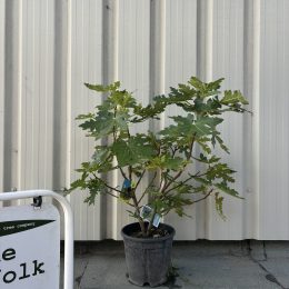 Fig tree