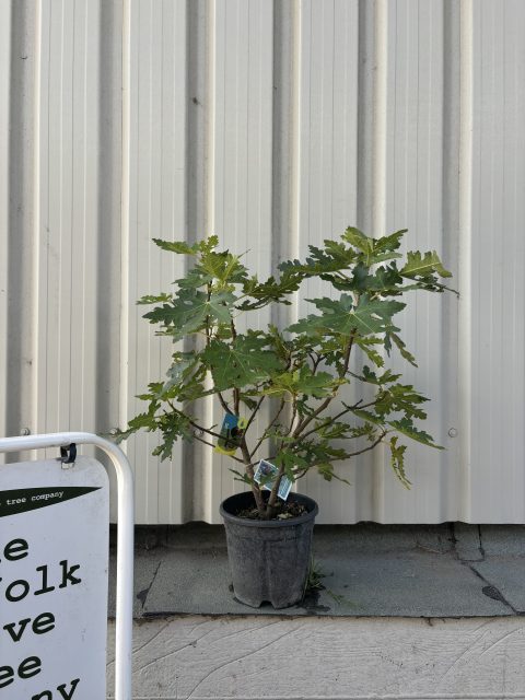 Fig tree