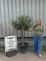 Branched Olive Tree