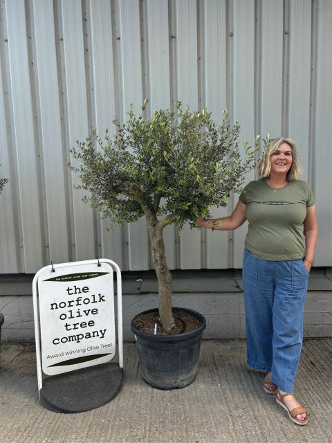 Branched Olive Tree
