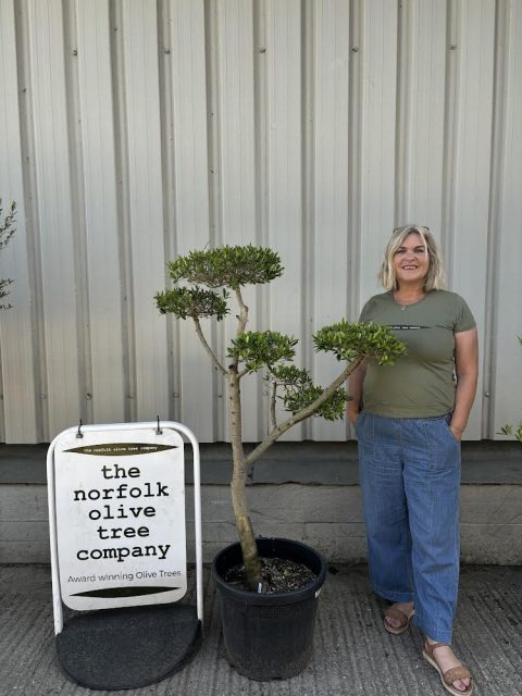 Niwaki cloud Olive Tree