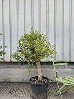Courtyard Olive tree