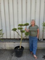 Niwaki cloud Olive Tree