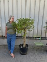 London Olive tree