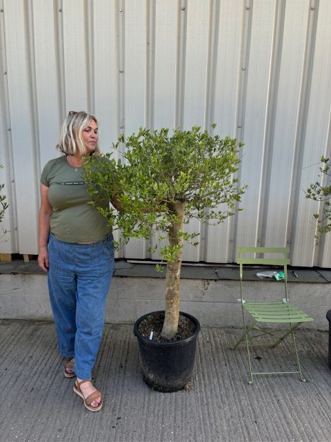London Olive tree