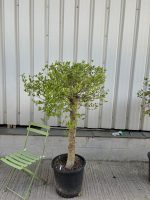 London Olive tree