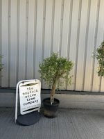 Patio Olive tree