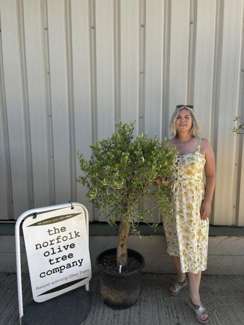 Patio Olive tree