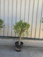 Patio Olive tree