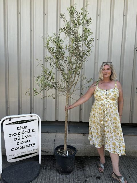 Open crown Olive Tree