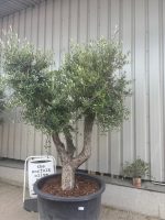 Ancient vase Olive Tree