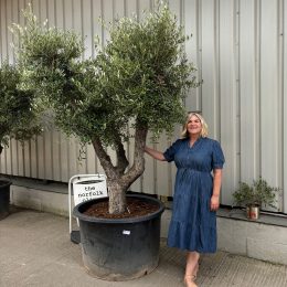 Ancient vase Olive Tree