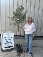 IMG_5252 Arbequina Olive tree