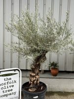 Patio Olive tree