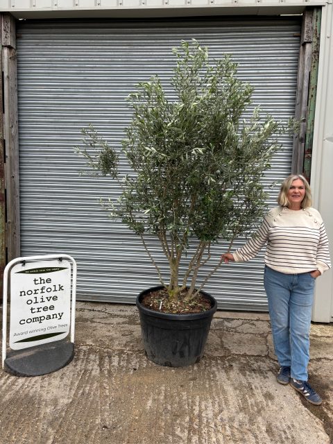 ‘Parachute’ pruned Italian Olive tree