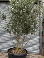 ‘Parachute’ pruned Italian Olive tree