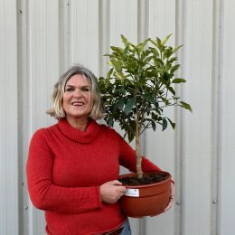 Kumquat citrus tree. Free delivery.