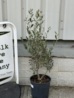 The Olive Tree Gift