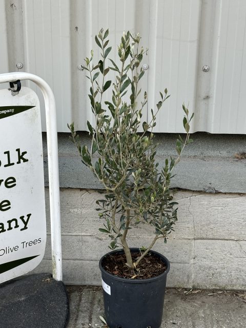 The Olive Tree Gift