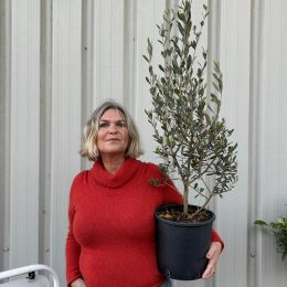 Arbequina olive tree