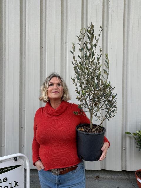 Arbequina olive tree