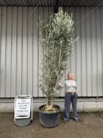 10 foot tall Olive Tree