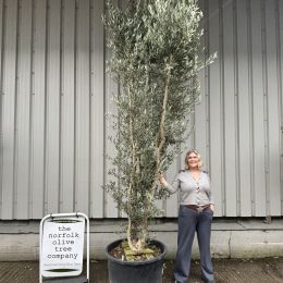 10 foot tall Olive Tree