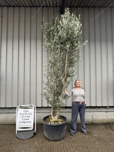 10 foot tall Olive Tree