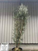 10 foot tall Olive Tree