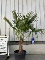 Trachycarpus Fortunei