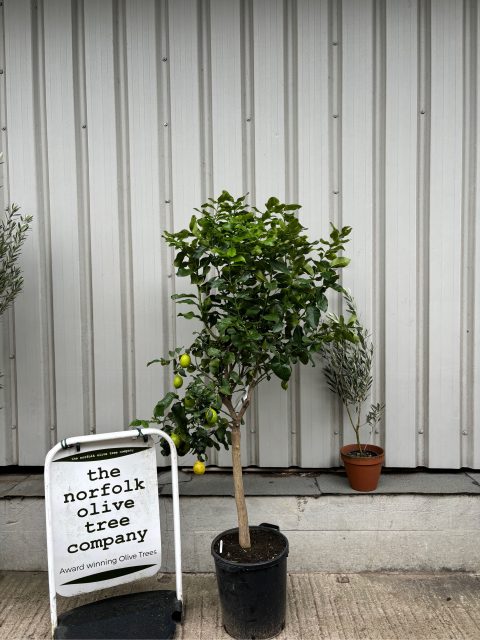 Lemon tree