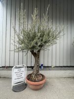 Gnarled Olive tree bonsai bowl