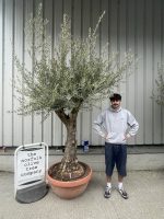 Gnarled Olive tree bonsai bowl