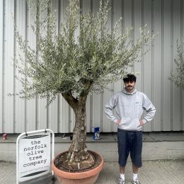 Gnarled Olive tree bonsai bowl