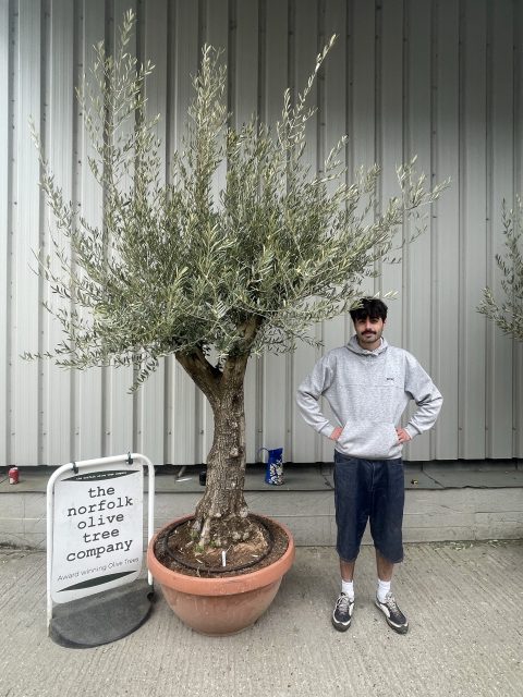 Gnarled Olive tree bonsai bowl