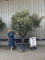 Multi-branched Olive tree